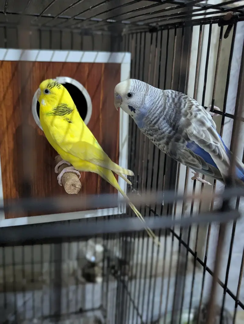 Love Bird + Australian Parrot Pair with Cage for Sale — photo 7