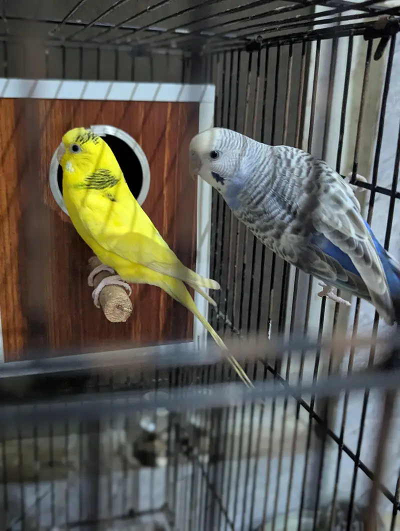 Love Bird + Australian Parrot Pair with Cage for Sale — photo 8