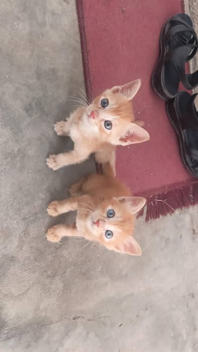 desi short hair kittens