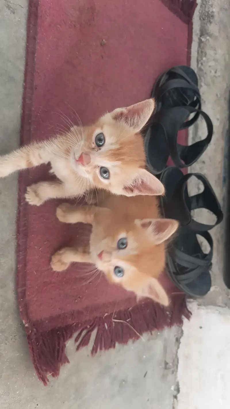 desi short hair kittens — photo 2