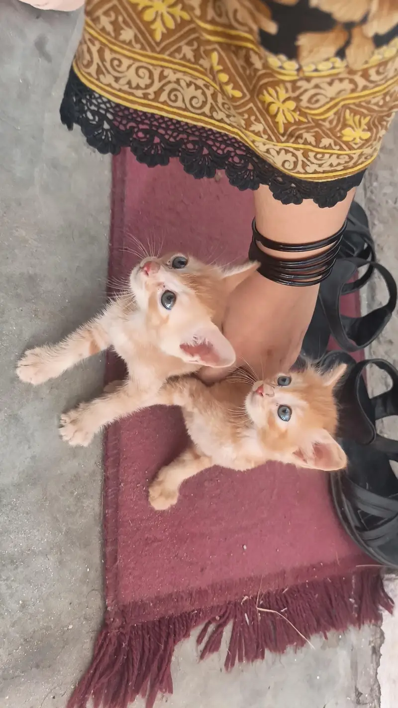 desi short hair kittens — photo 3