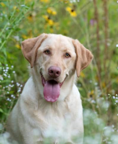 Top Quality Labrador female |Big Head| Heavy Bone | Short Tail| imp