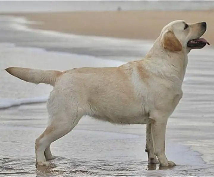 Top Quality Labrador female |Big Head| Heavy Bone | Short Tail| imp — photo 2