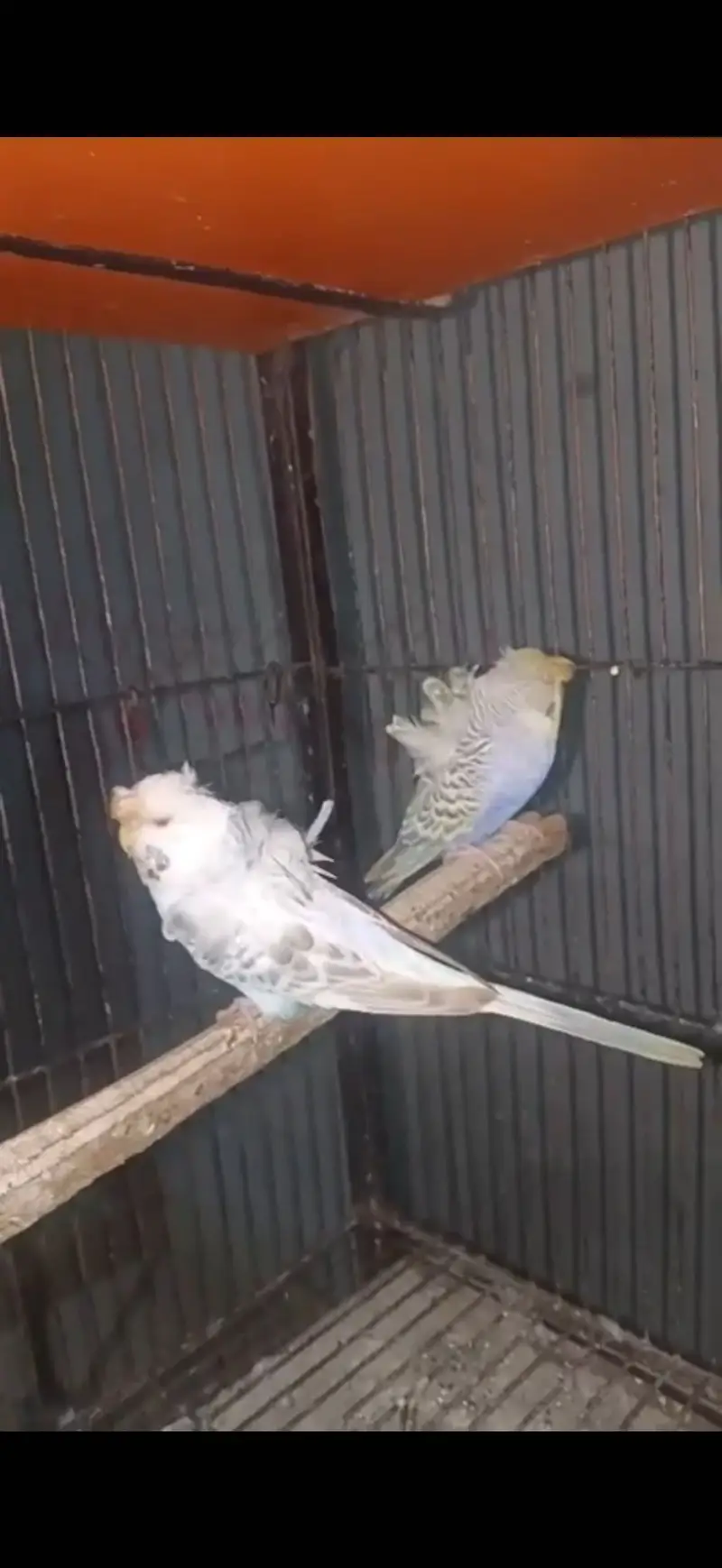 BREEDER PAIR FOR SALE — photo 2