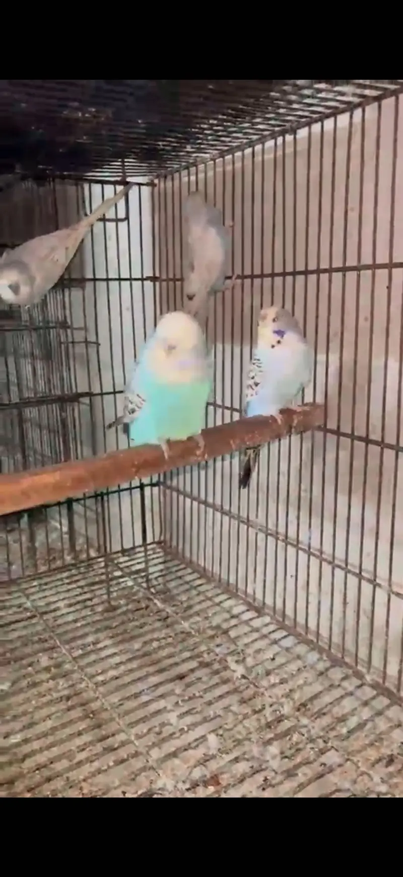 BREEDER PAIR FOR SALE — photo 3