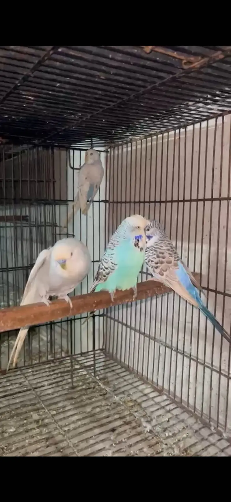 BREEDER PAIR FOR SALE — photo 4