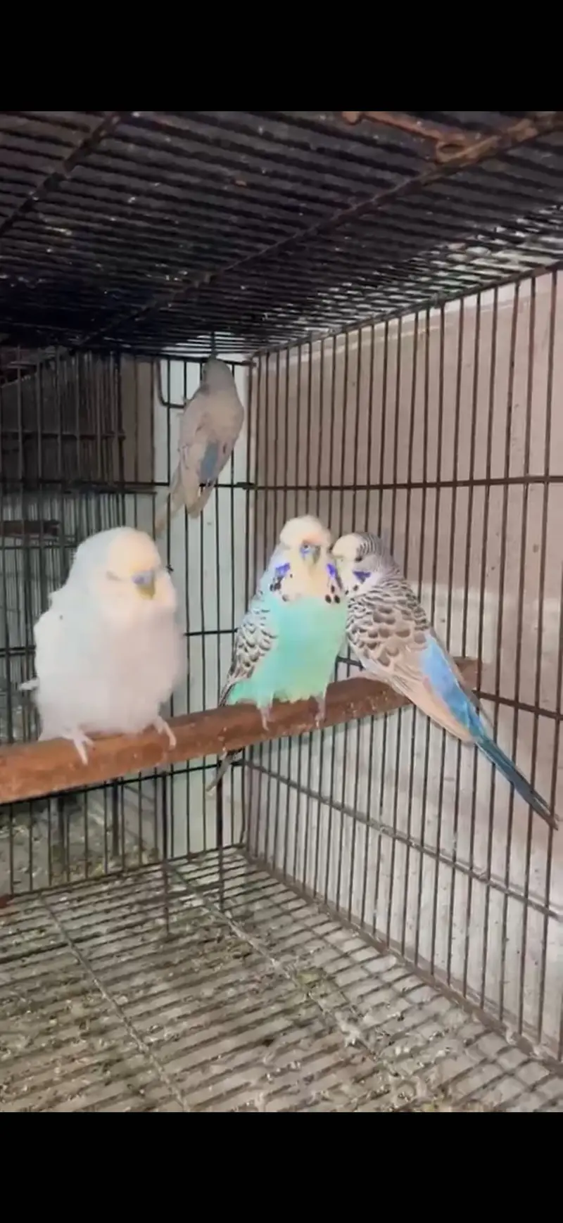 BREEDER PAIR FOR SALE — photo 5