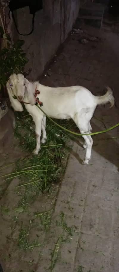 for sale contact number 03112580727