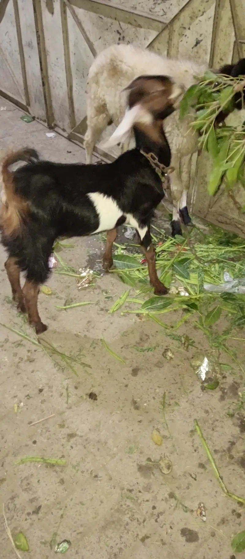 for sale contact number 03112580727 — photo 5