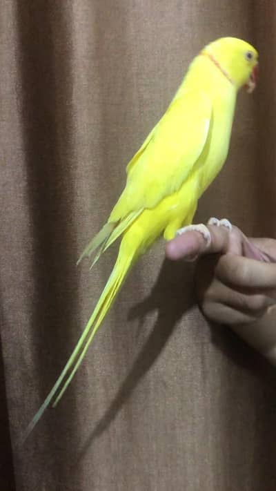 yellow Ringneck hand tame talking male