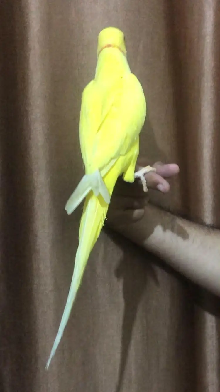 yellow Ringneck hand tame talking male — photo 2