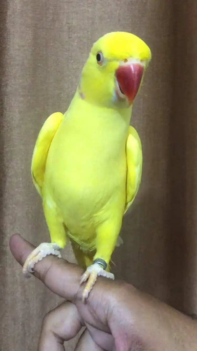 yellow Ringneck hand tame talking male — photo 3