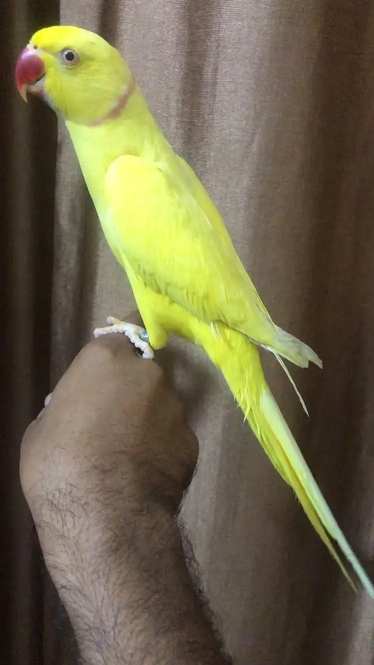 yellow Ringneck hand tame talking male — photo 4