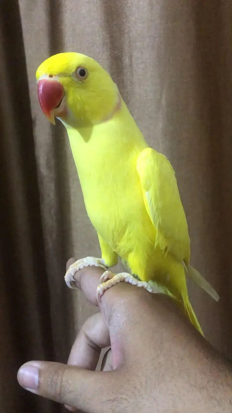 yellow Ringneck hand tame talking male — photo 5
