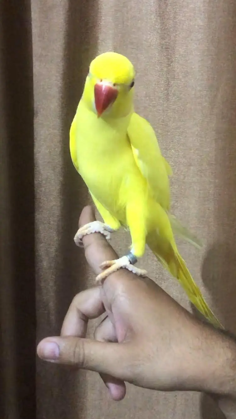 yellow Ringneck hand tame talking male — photo 6