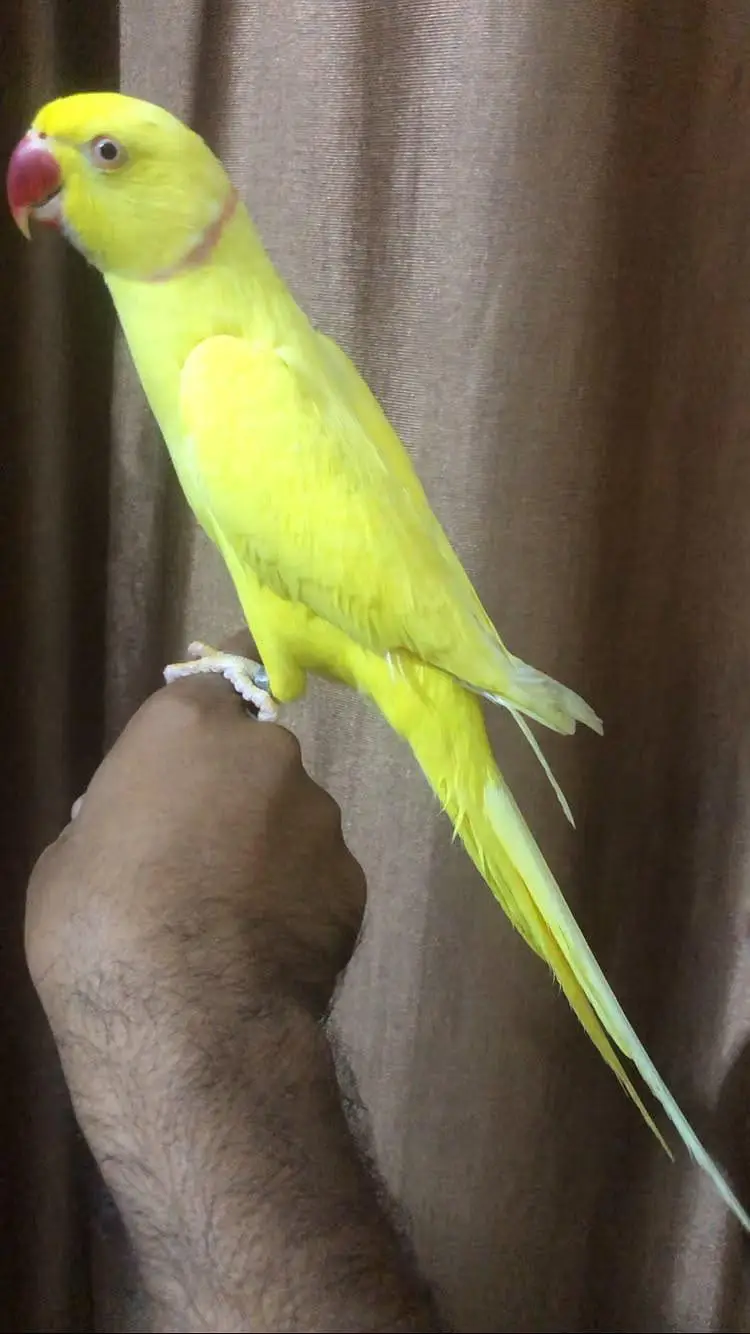 yellow Ringneck hand tame talking male — photo 7