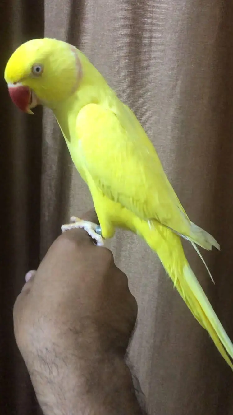 yellow Ringneck hand tame talking male — photo 8