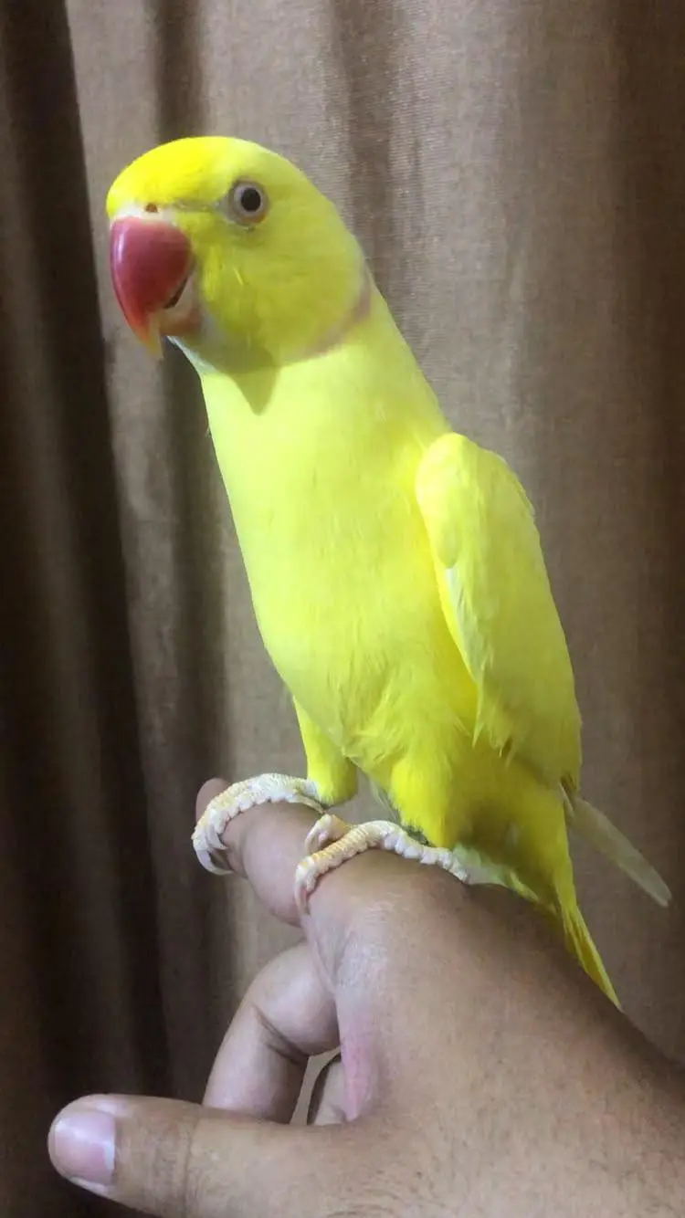 yellow Ringneck hand tame talking male — photo 9