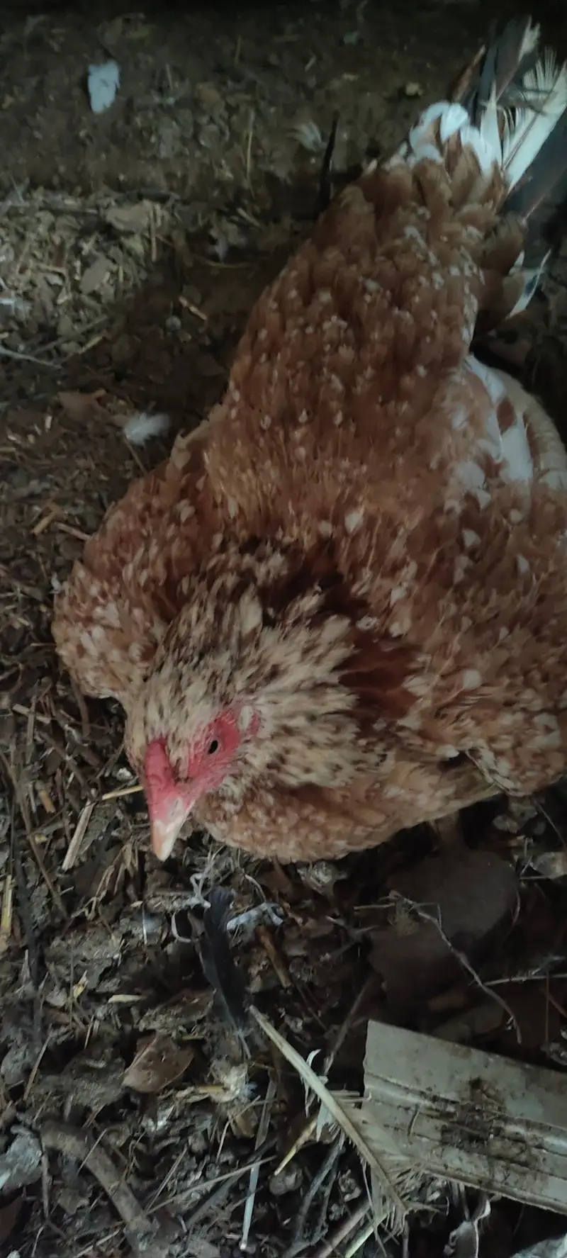 Aseel hen — photo 2