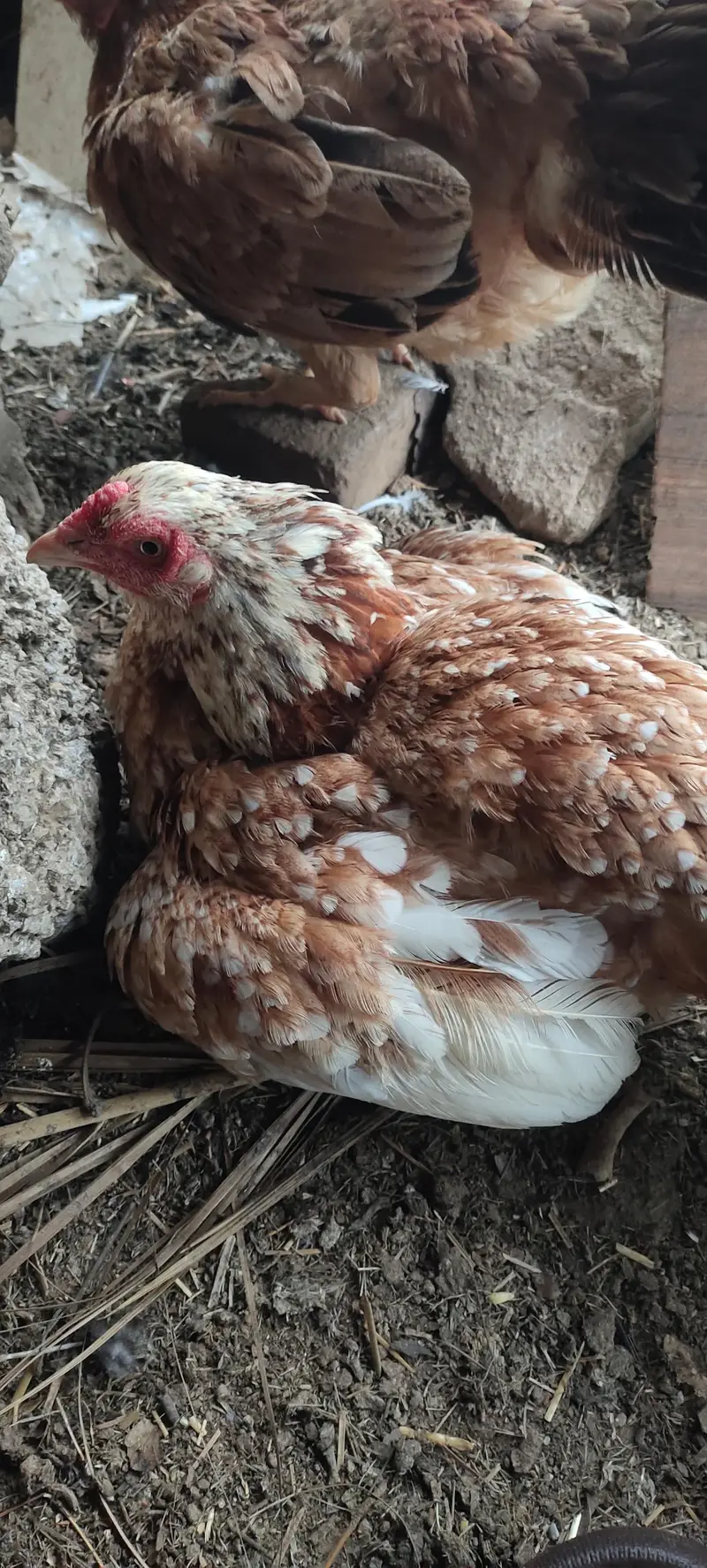Aseel hen — photo 3