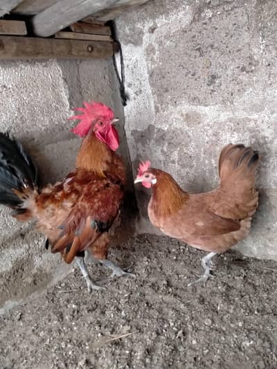 murga pair for urgent sale. . .  03072180235