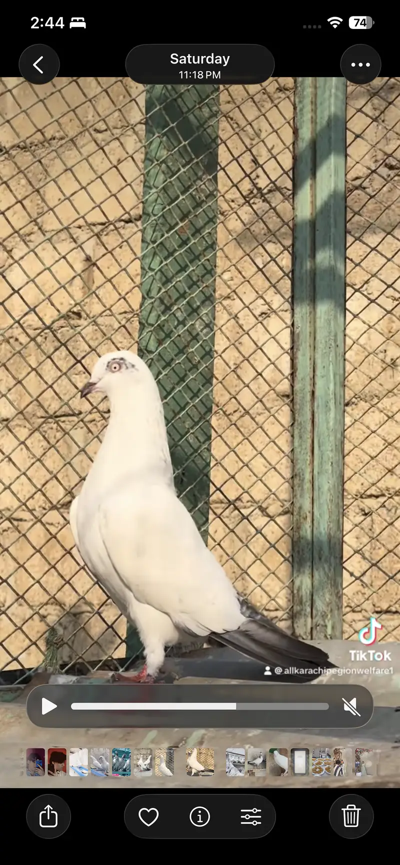 Indian saranpuri — photo 2