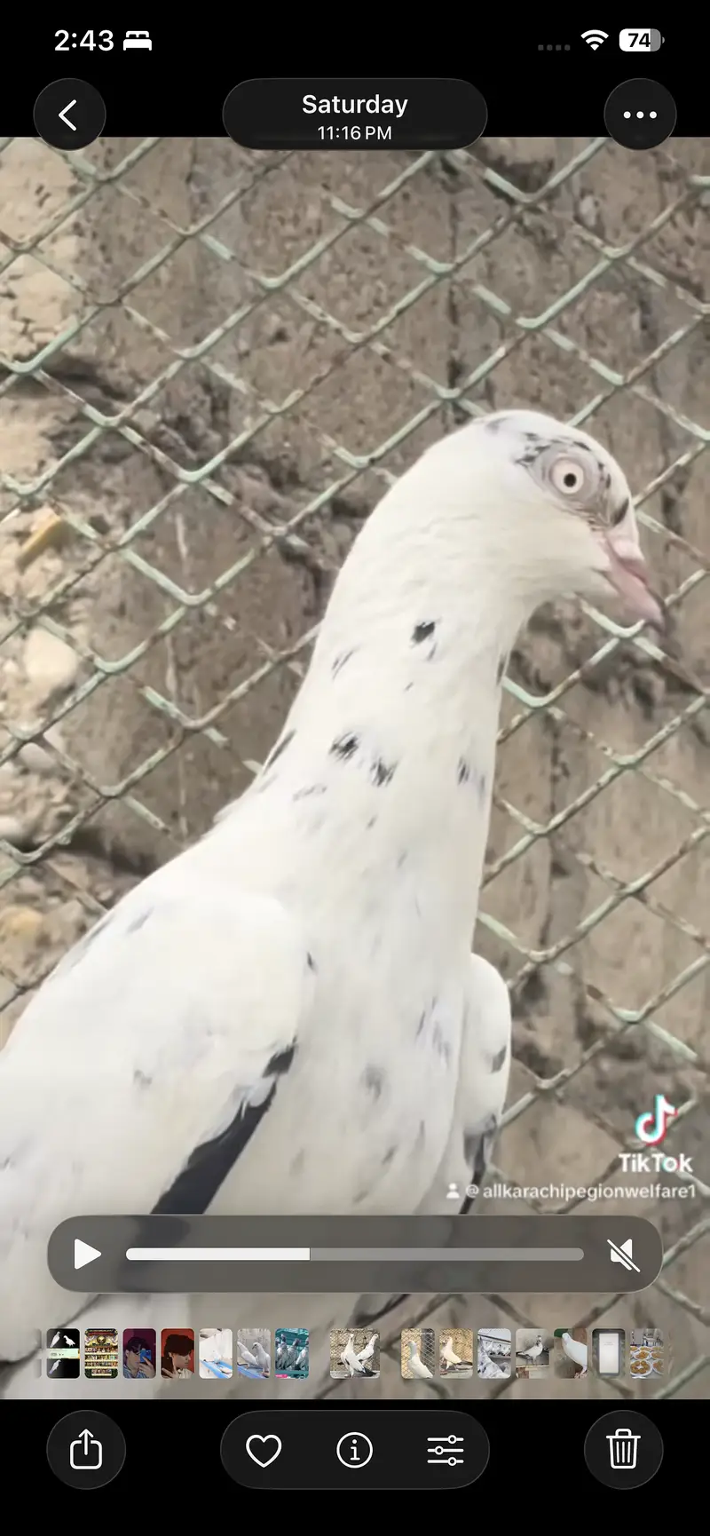 Indian saranpuri — photo 5