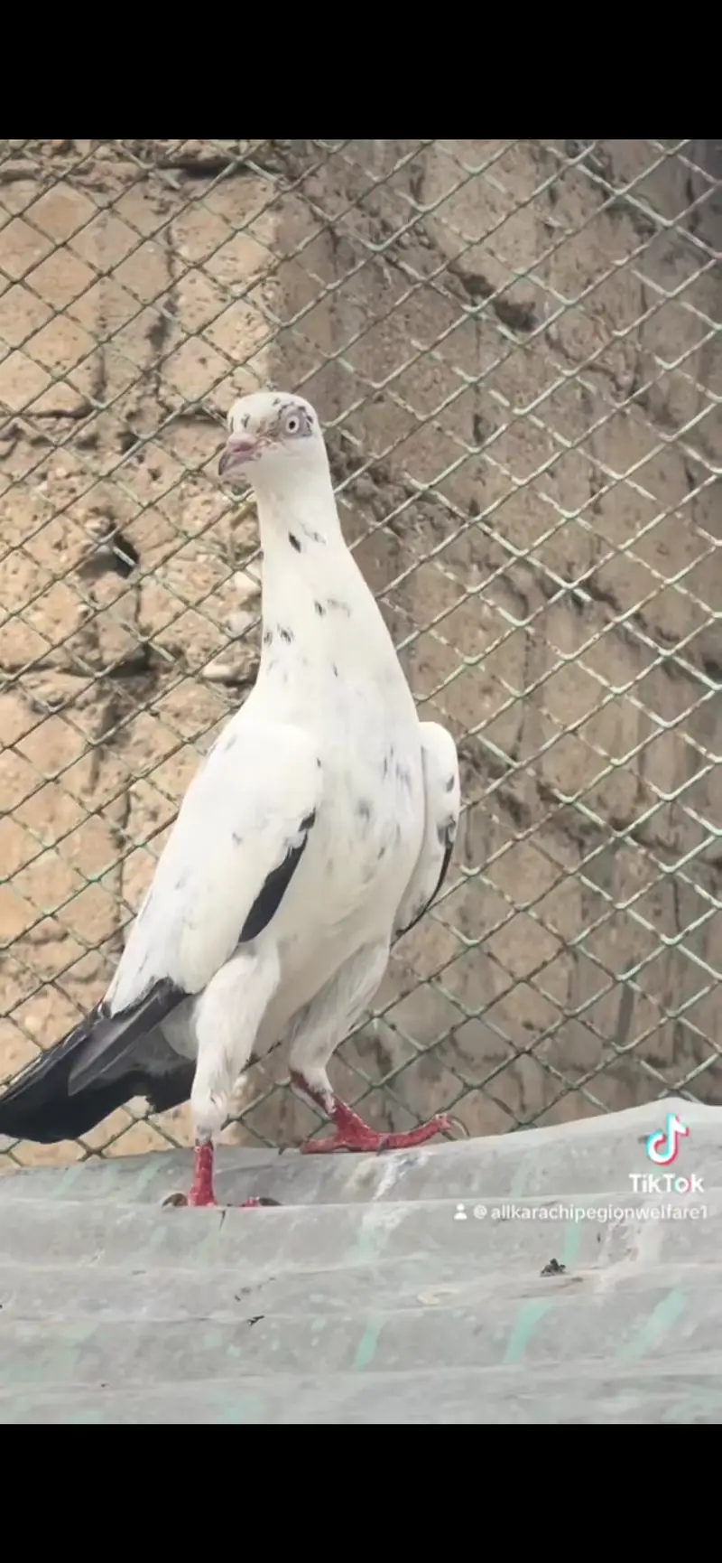 Indian saranpuri — photo 11