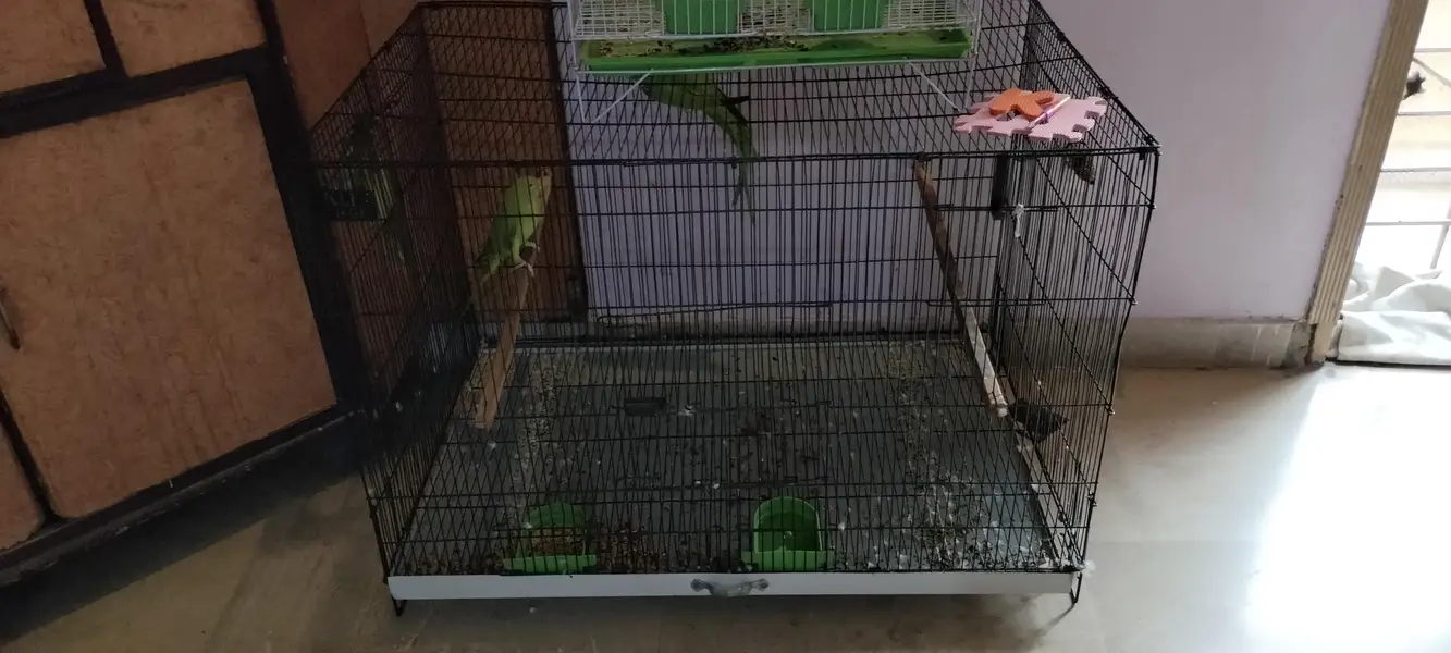 green parrots breed pair — photo 3