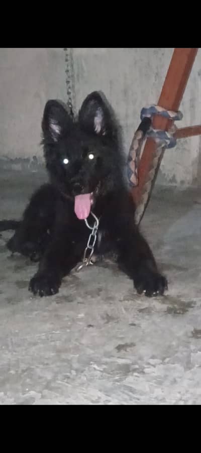 German Shepherd Long Coat Pedigree