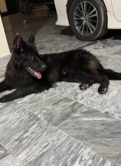 German Shepherd | Black German | Long Coat German Shepherd | GSD