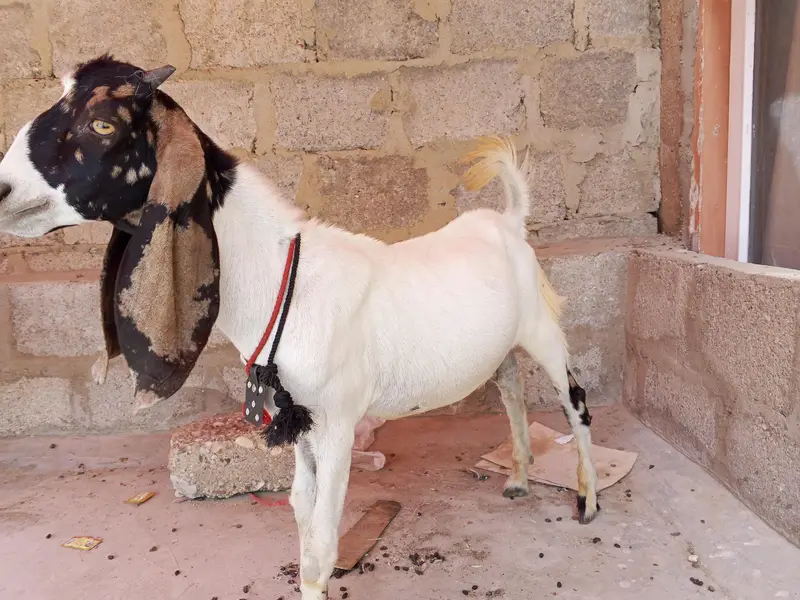 Desi bakra