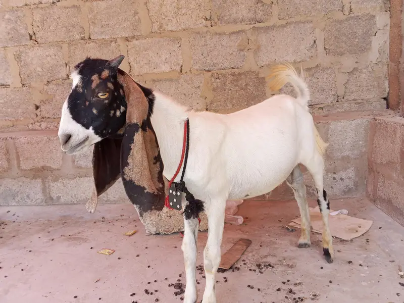 Desi bakra — photo 2