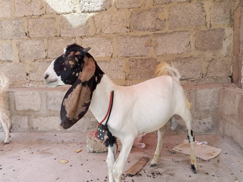 Desi bakra 2