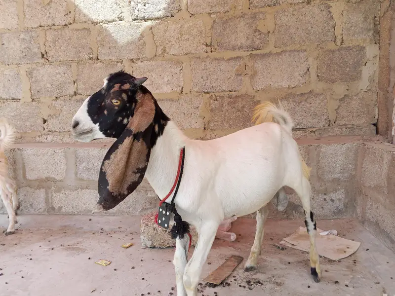 Desi bakra — photo 3
