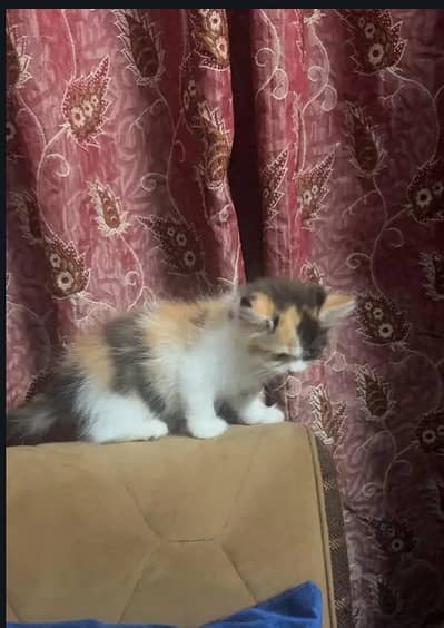 Calico doll face double coat kitten