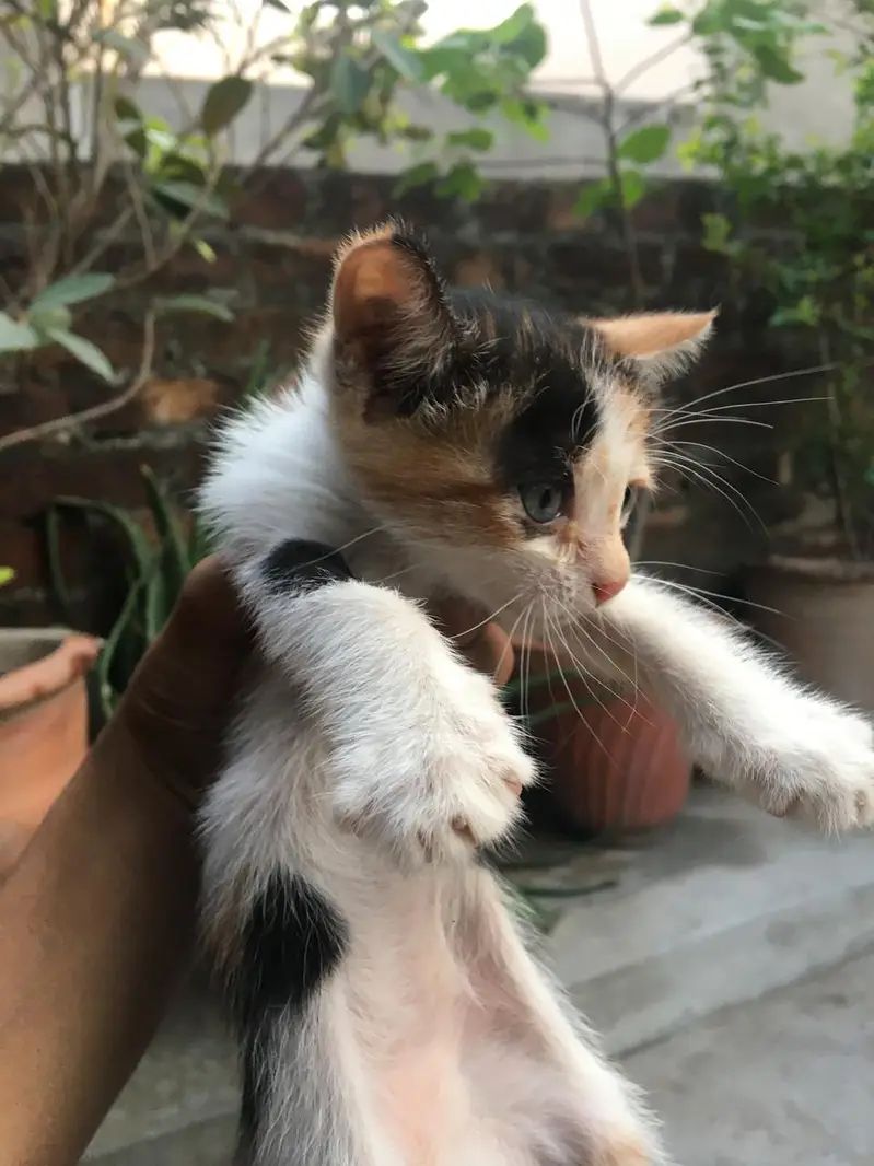 Calico doll face double coat kitten — photo 2