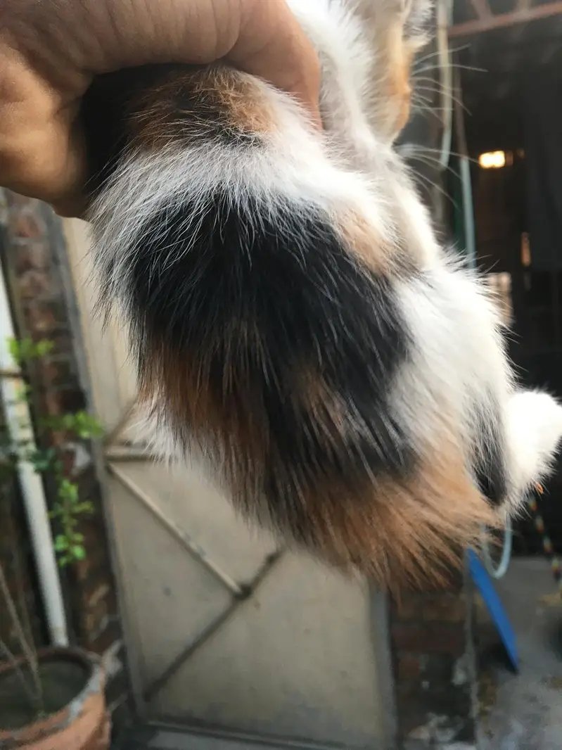 Calico doll face double coat kitten — photo 3