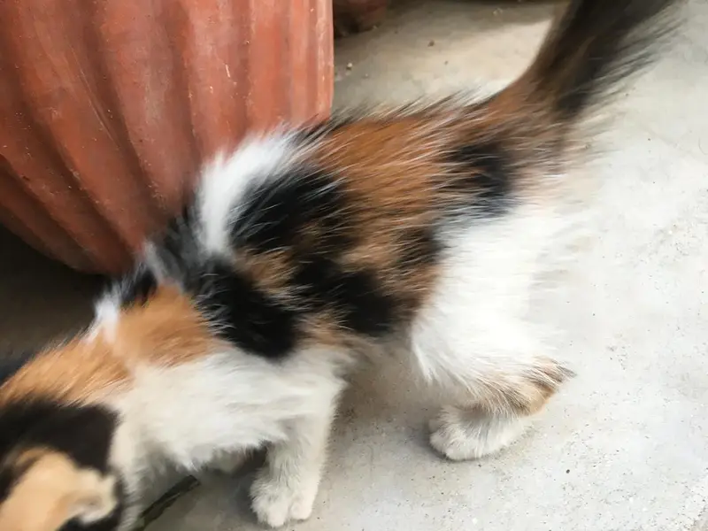Calico doll face double coat kitten — photo 4