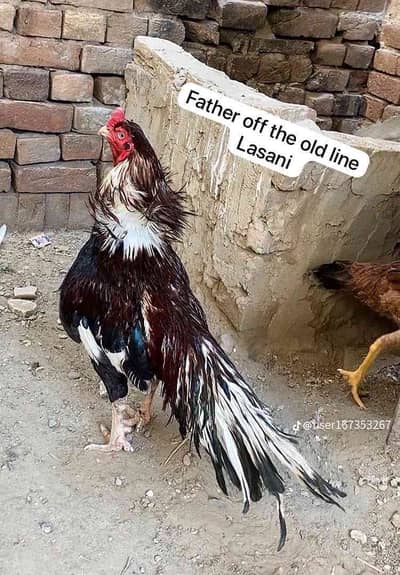 Hen dealer 