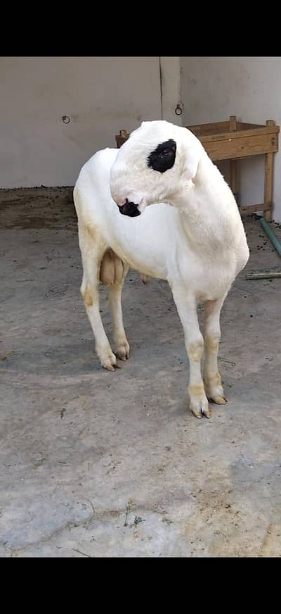 Pure Sultan Breed Lakha Mundra For Sale. | Sheep| Chatra|.