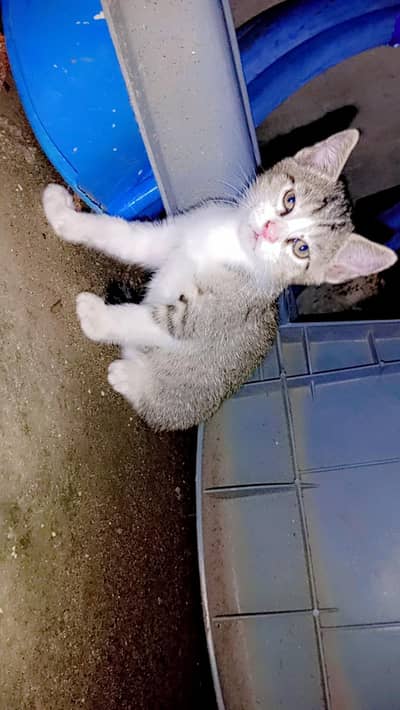 kitten