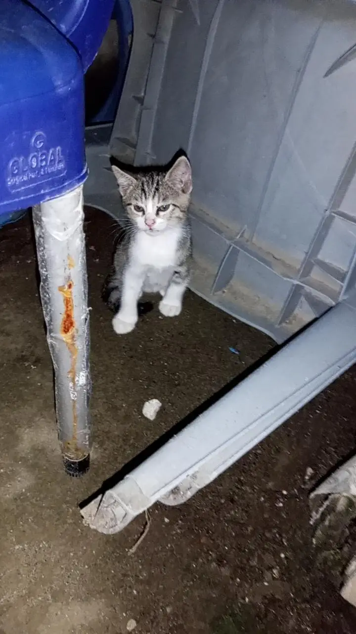 kitten — photo 2