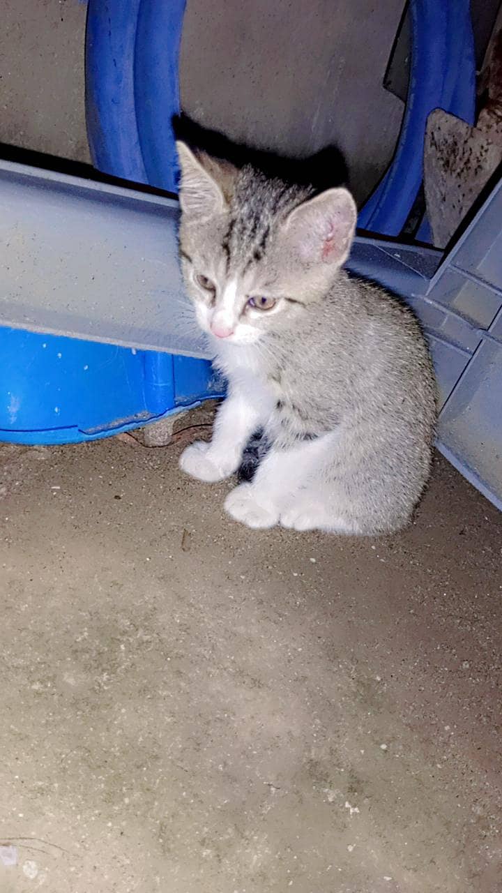 kitten 2