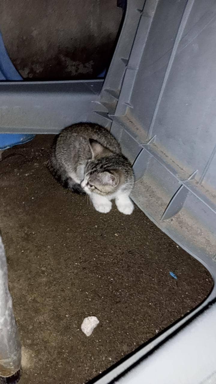 kitten 3