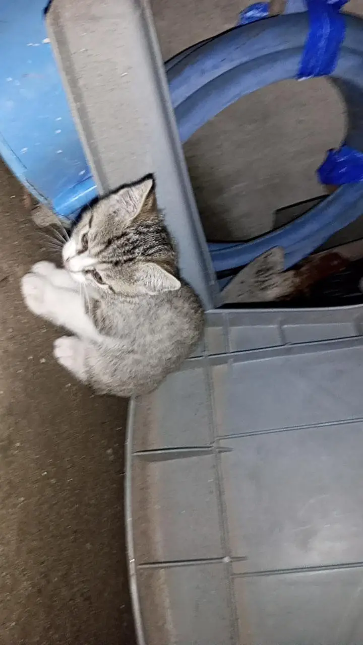 kitten — photo 5