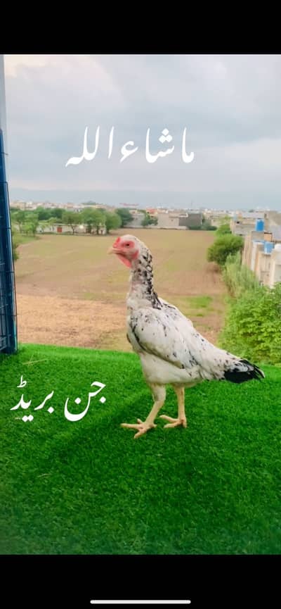 Big size breeder aseel ready for breed