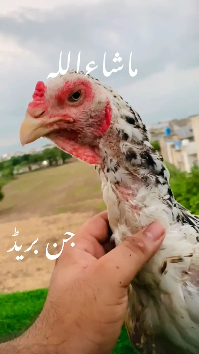 Big size breeder aseel ready for breed — photo 2