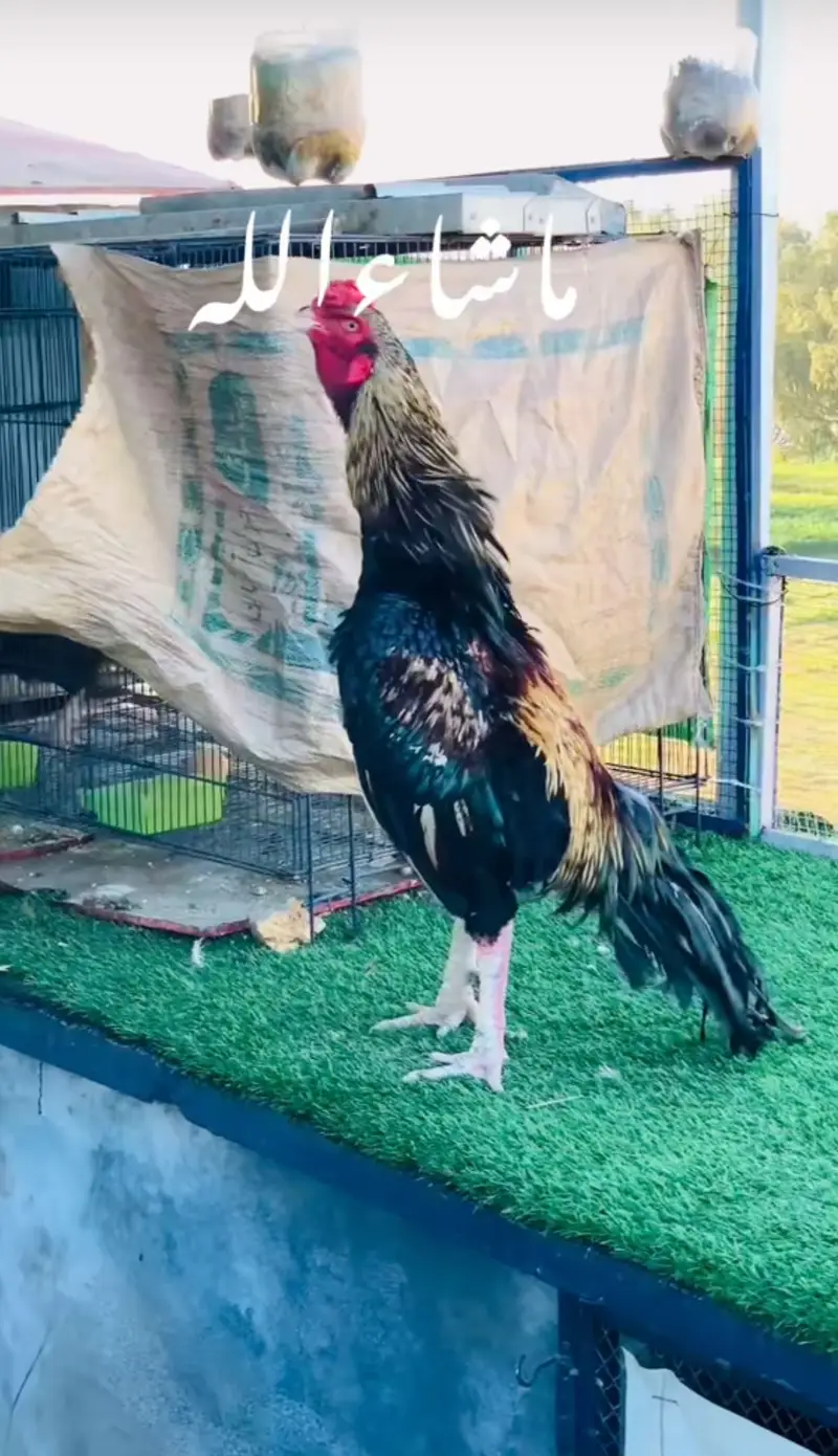 Big size breeder aseel ready for breed — photo 3