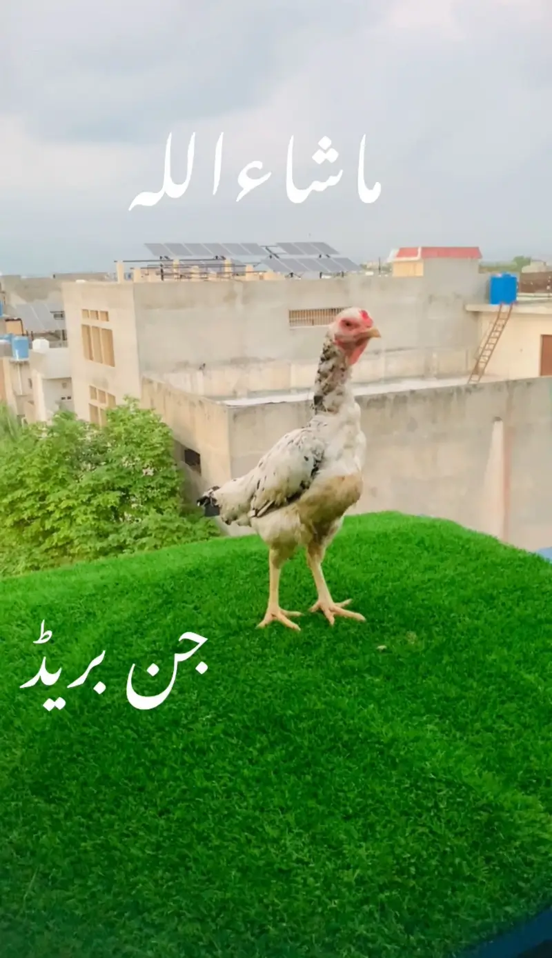 Big size breeder aseel ready for breed — photo 4